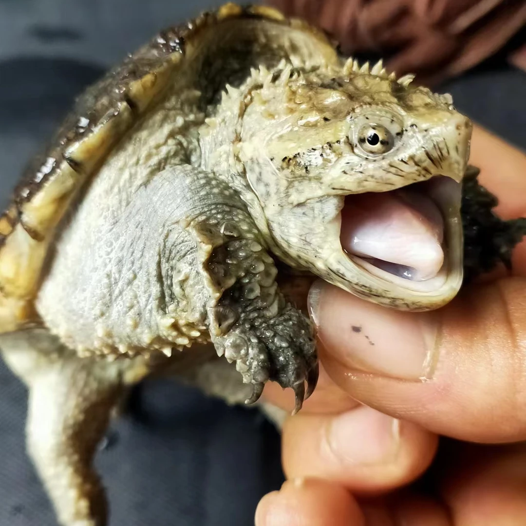 宠物龟乌龟观赏性动物