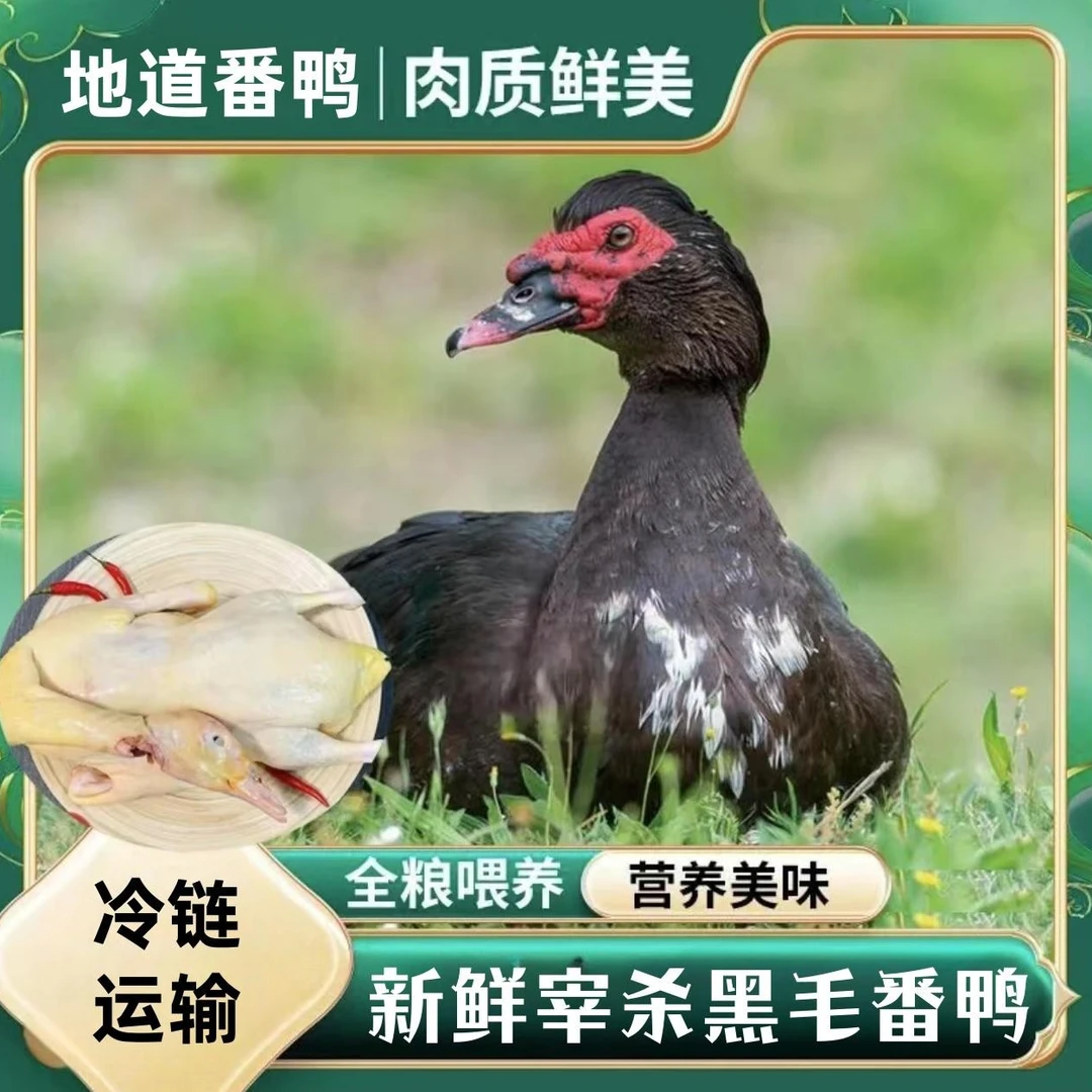 【大牛2】农家放养番鸭 单只净重5-6斤  冷链运输