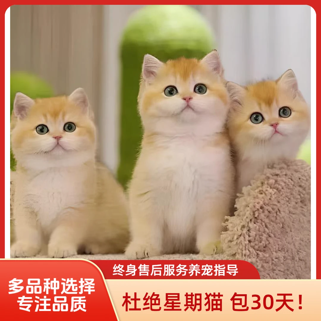 萌猫活体性格好渐层金加白矮脚英短英长等品种可选