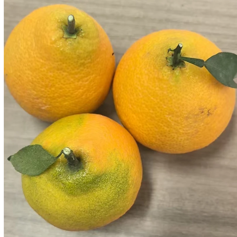 【村书记助农】太湖七都本地种植红美人4.5斤