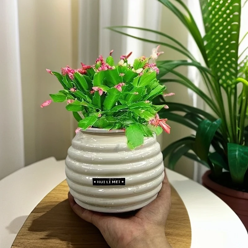 带花苞蟹爪兰花卉盆栽阳台观花植物室内好养水培四季开花不断