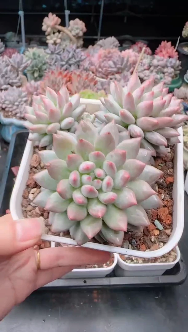 【闪购商品】3197明珠美人