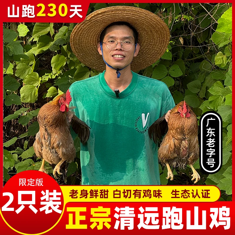 {2只230天跑山鸡} 鲜杀现发 白切打边炉 有鸡肾肝心 顺丰特快包邮