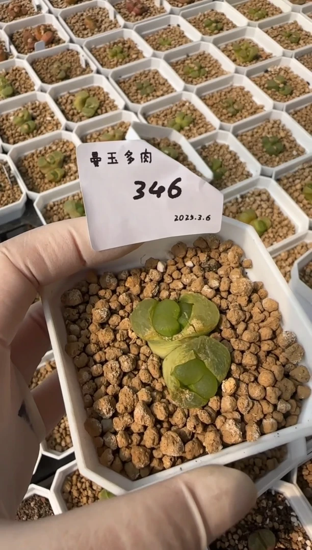 【闪购商品】3.9-346