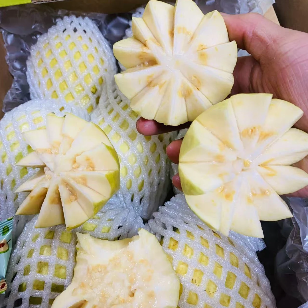 奶油芭乐树上熟1500g