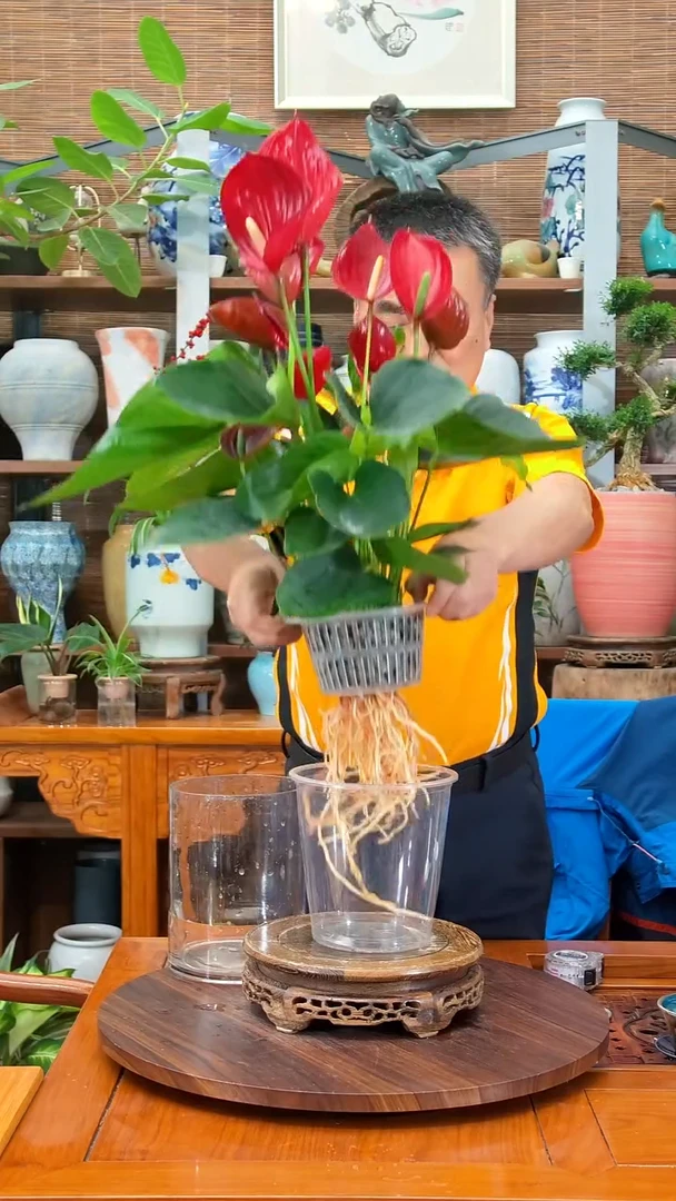 无花朵叽**啦 水之韵水培植物   红掌