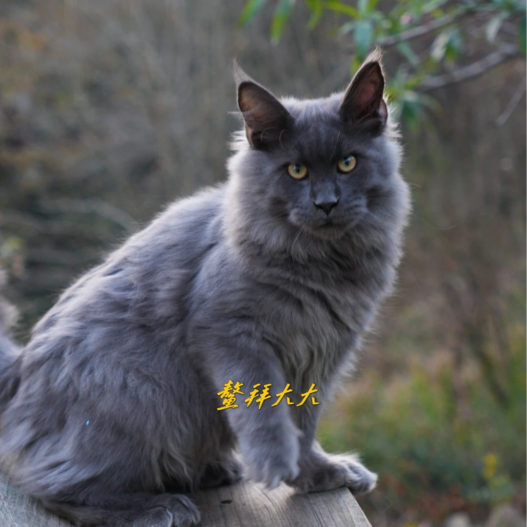鳌拜大大猫舍-蓝烟弟弟缅因猫活体