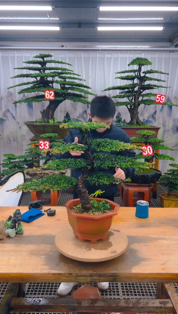 无花朵精品盆景直播间一物一拍
