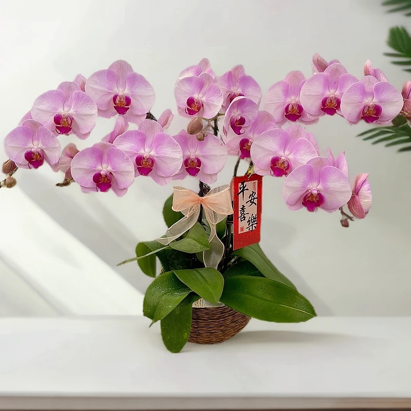蝴蝶兰《粉黛佳人》花期巨长  新手推荐  好养耐养 乔迁送礼