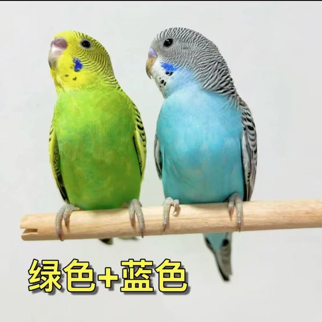 鹦鹉活鸟 宠物鸟观赏鸟手养鹦鹉鸟鹦鹉鸟包邮虎皮鹦鹉 活鸟 2只