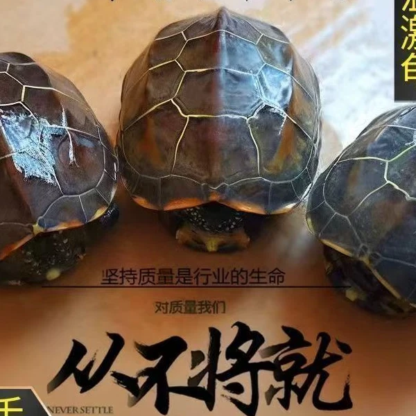 【4只 4-6厘米草龟】观赏宠物龟 墨龟 金线龟活体龟  包邮健康到家