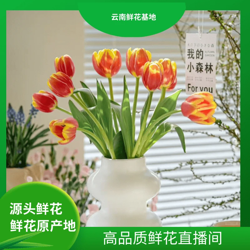 颜花【狂欢郁金香】云南鲜花基地直发