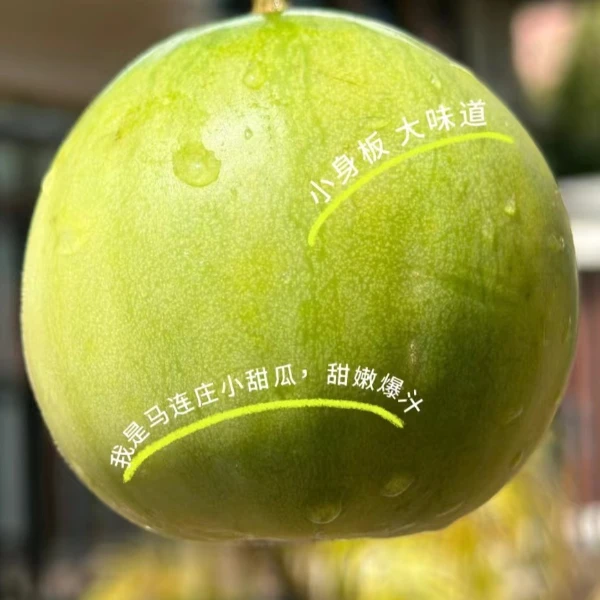 【直播】马连庄白宝甜瓜700-800g