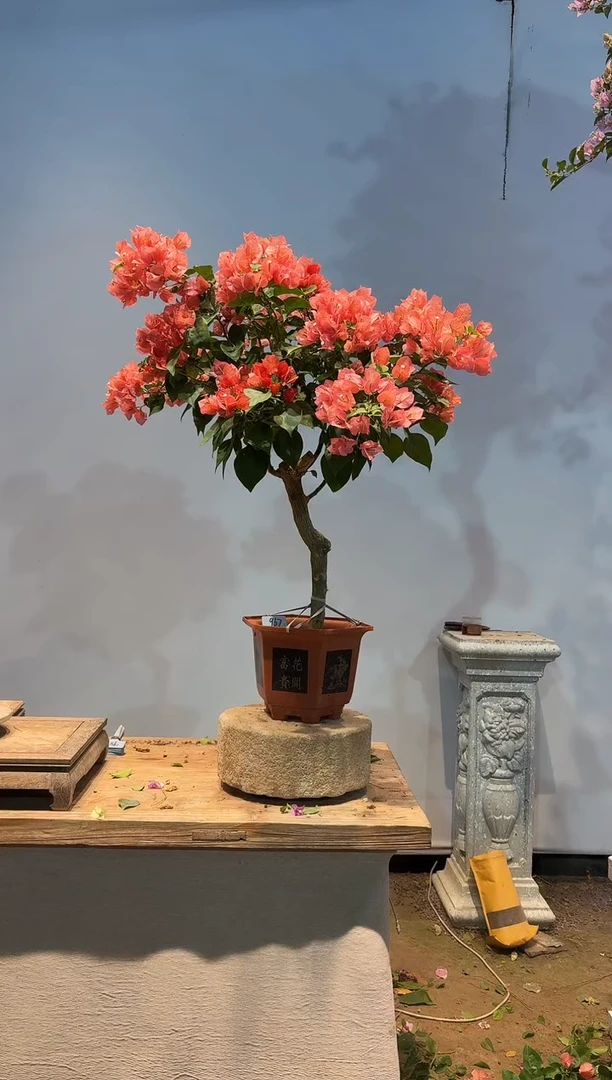 全部花朵石*记三角梅67