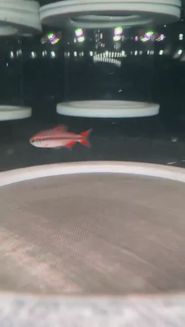 灯科鱼E****_10-10 K19血魔2.5cm+（不包黑点）【1】条