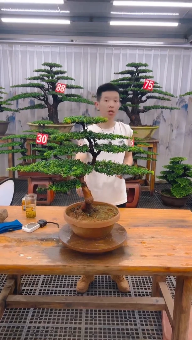 无花朵精品盆景直播间一物一拍