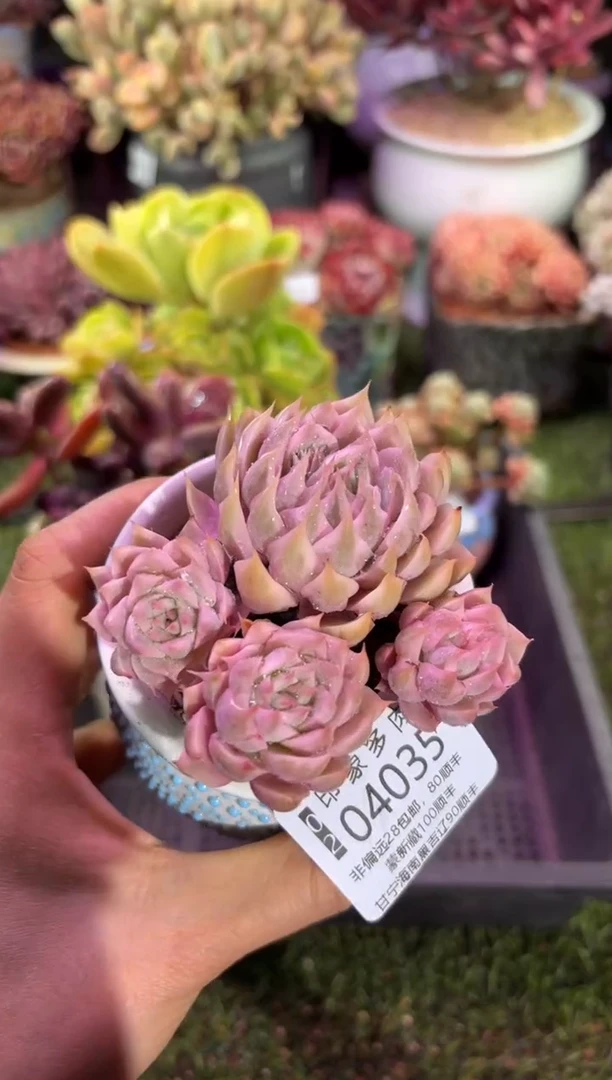 【闪购商品】04035脱土带盆