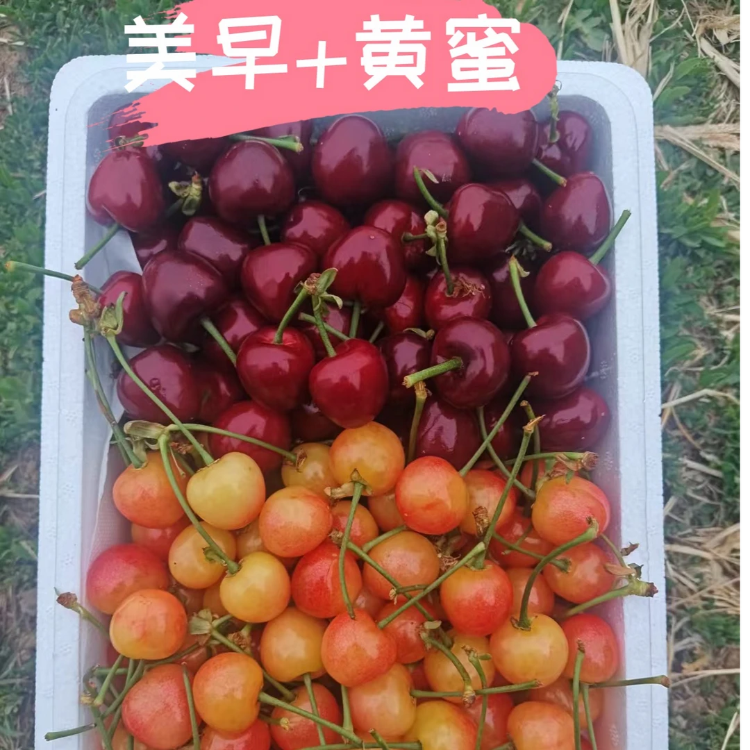 美早+黄蜜双拼山东樱桃3J4J两斤顺丰空运 内附果径卡