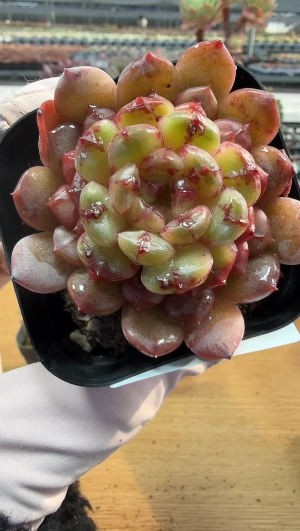 东云多肉园二店-253