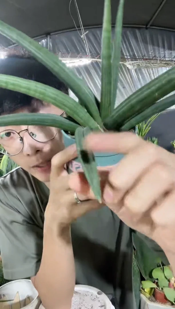 青蟹带盆土38.8..