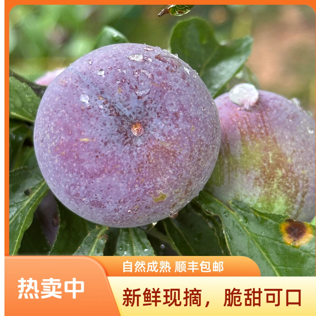 四川高山五月脆凤凰李新鲜现摘脆甜多汁当季水果李子