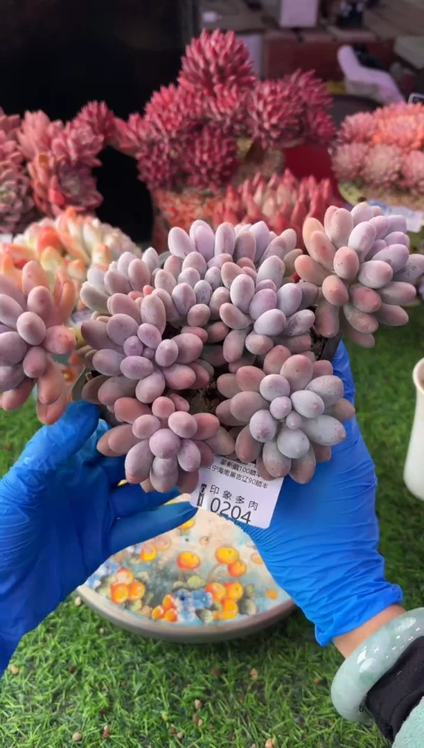 昆明印象多肉0204