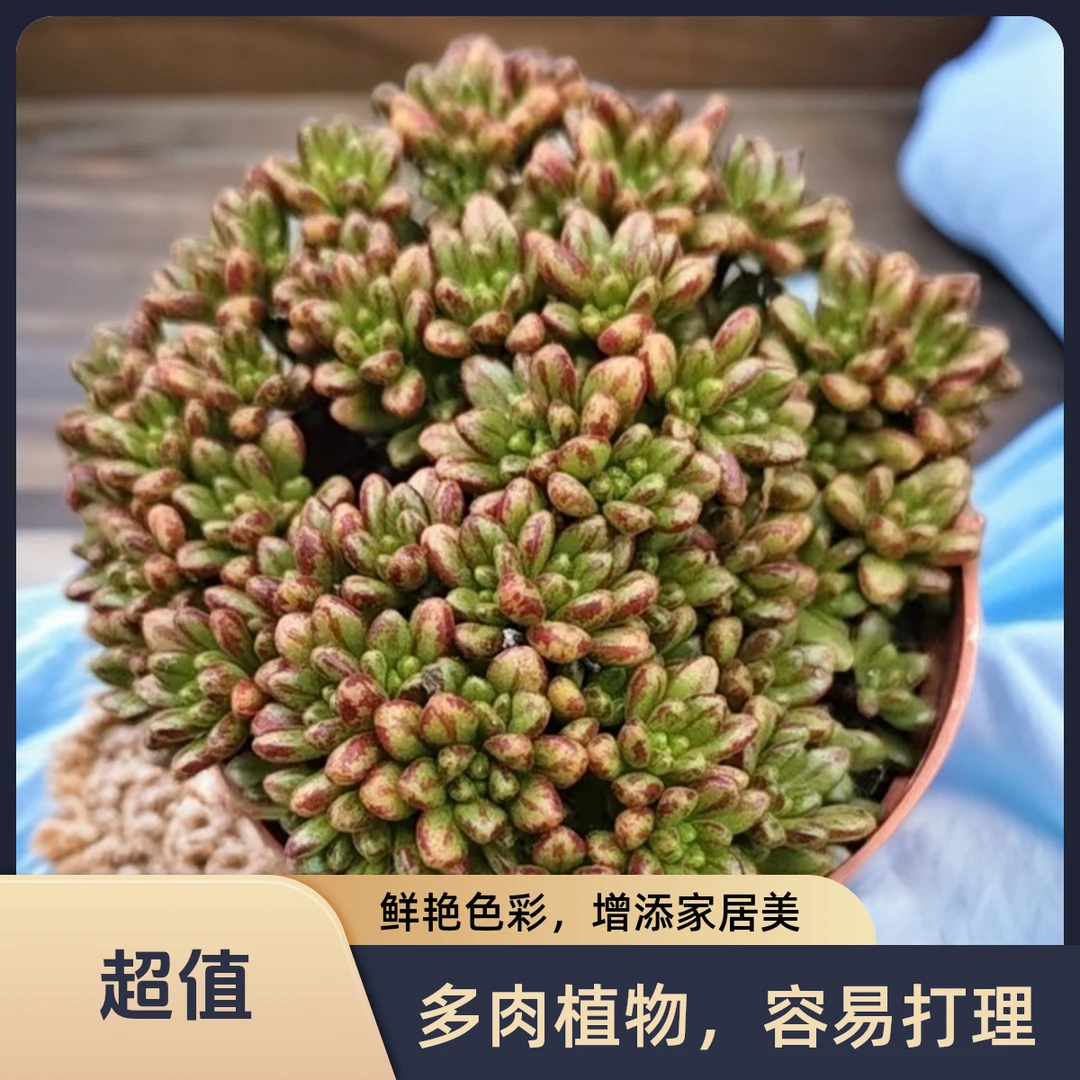 小人祭锦多肉植物盆栽品种好养适合办公室阳台