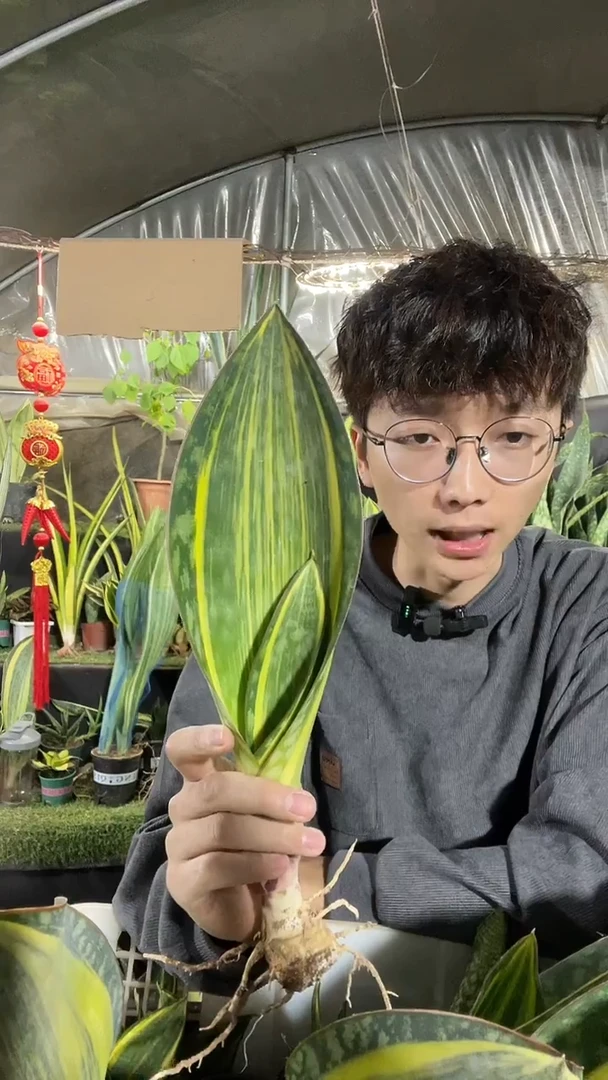 单叶带心黄金宝镜裸根16.8