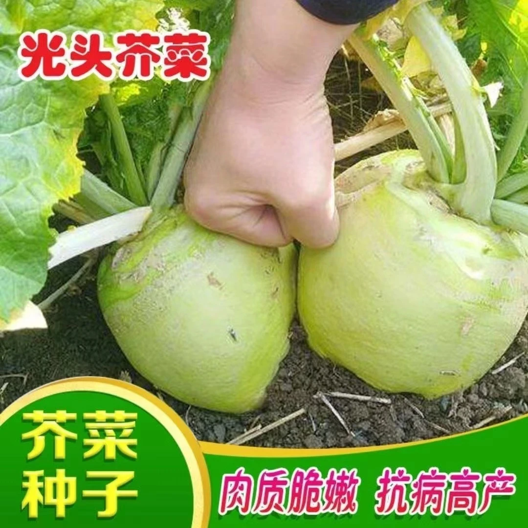 【全店满8包包邮】光头芥菜种子
