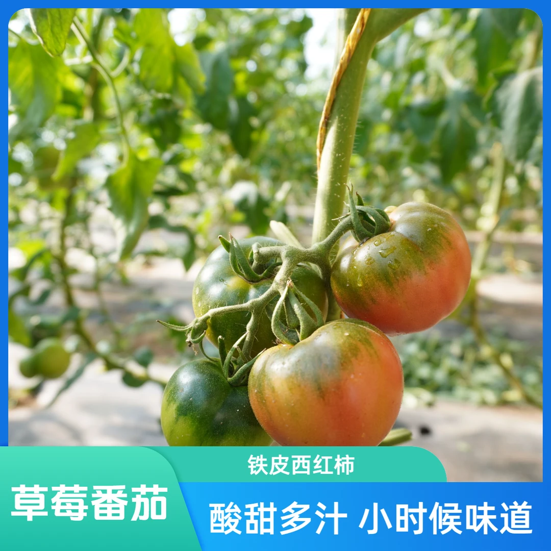 草莓番茄铁皮西红柿酸甜多汁自产自销小时候味道北京市