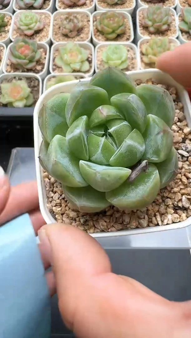 677C云禹多肉植物 带盆土纸巾打包 3颗包邮