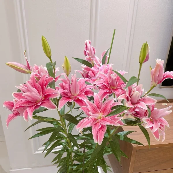 丽四季可种【球王伊莎贝拉】球王重瓣香水百合种球，室内外都可种植