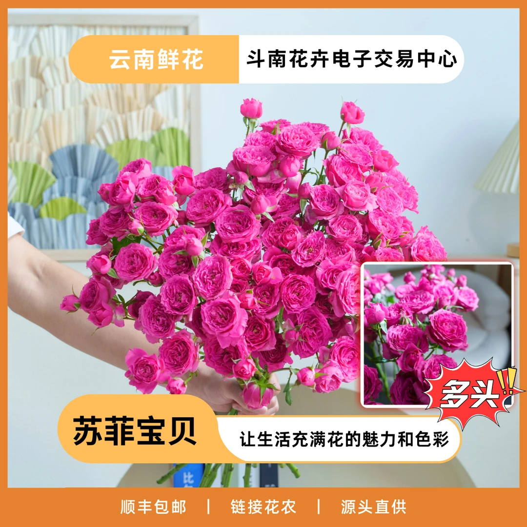 斗南花卉电子交易中心-玫瑰界“小公主苏菲宝贝多头玫瑰B级 （包邮）