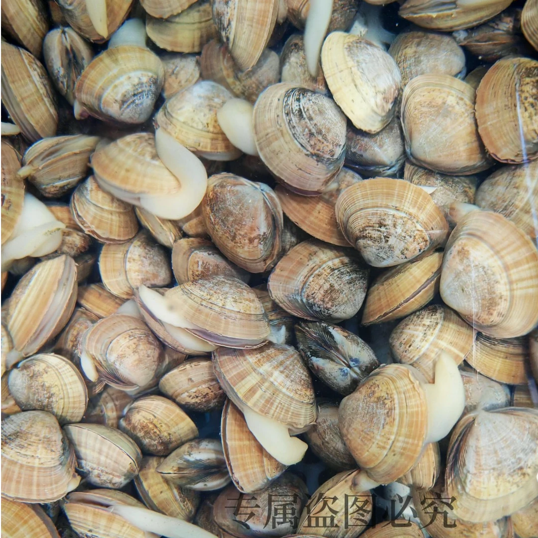 【特大蚬子王】丹东东港鲜活大黄蚬子17-19个/斤送礼专享 顺丰发货