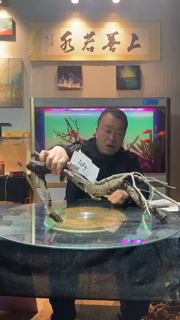 104号天然黄栎木1组适合60缸养雷龙