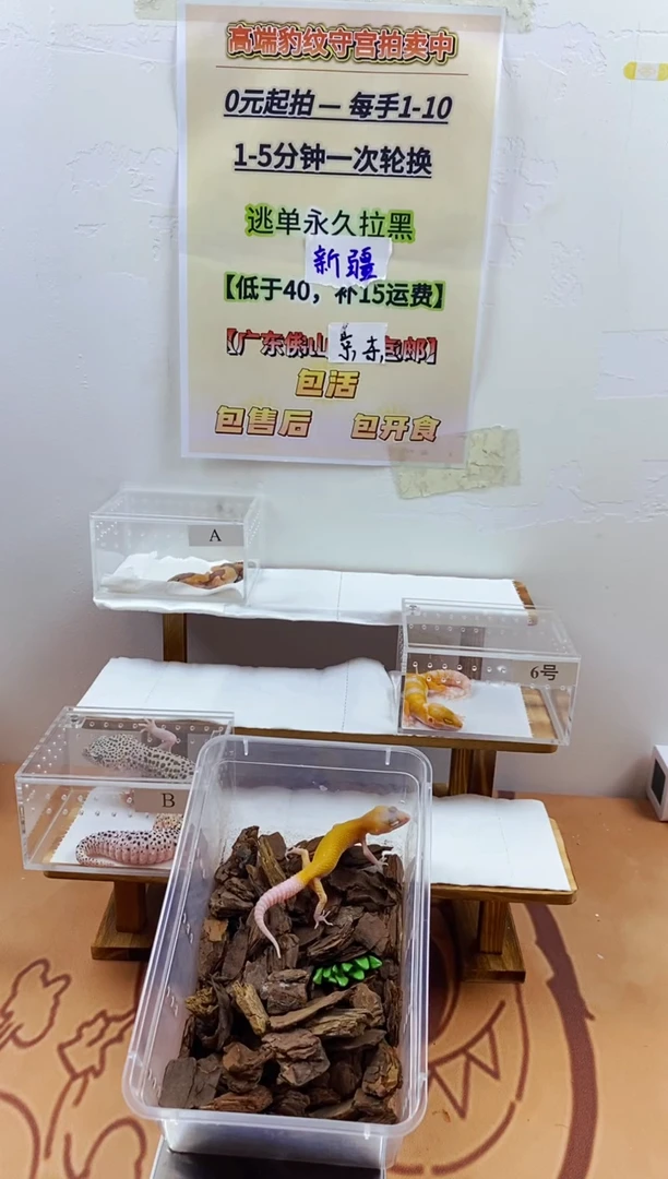 豹纹守宫豹纹守宫幼苗亚成体成体肥尾