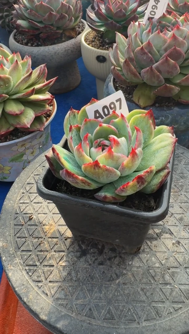 【闪购商品】A097惊鸿仙子（裸根发货）