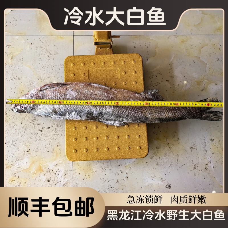 黑龙江野生冷水大白鱼