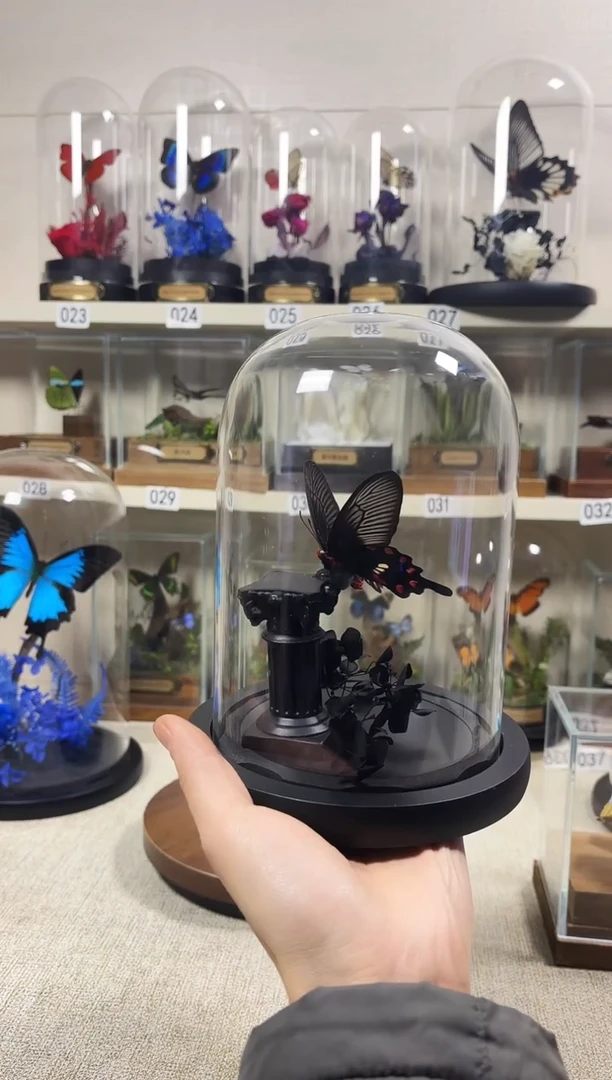 大自然的真实蝴蝶标本