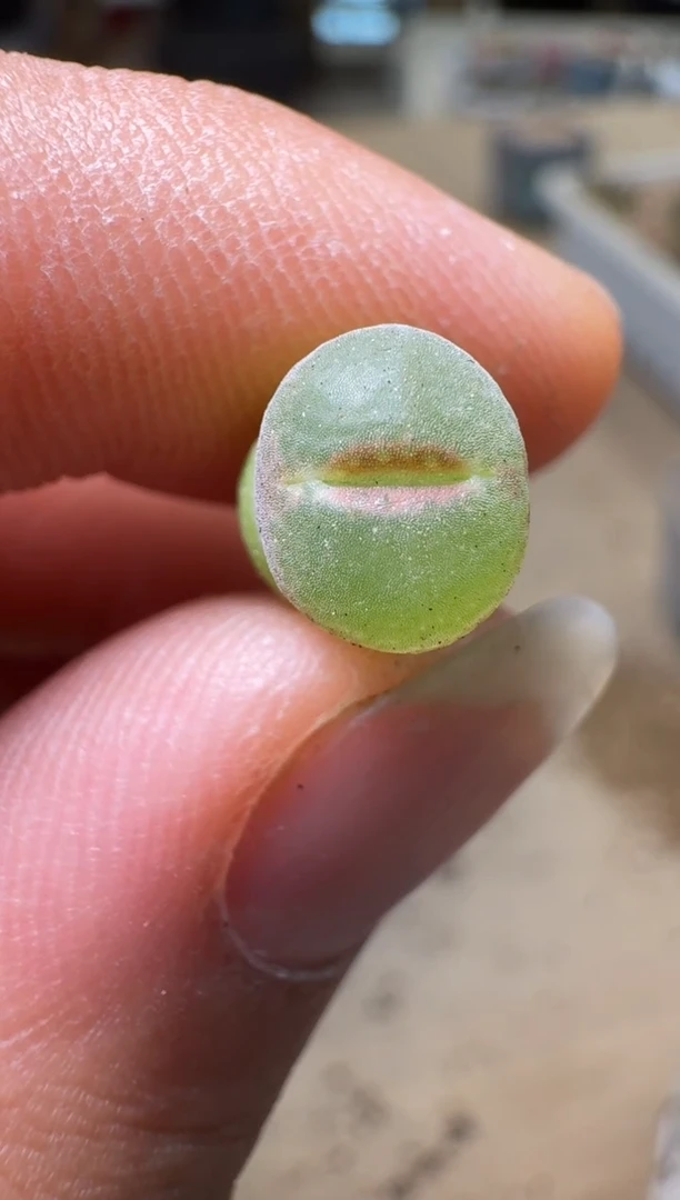 ゞ****律12-142多肉植物肉锥