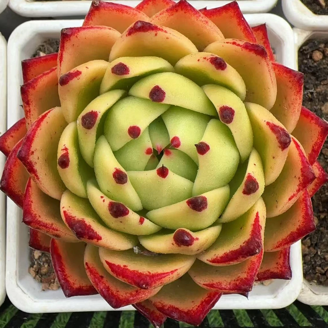 母本麦当娜东云单头（9cm）脱土金先生精品多肉