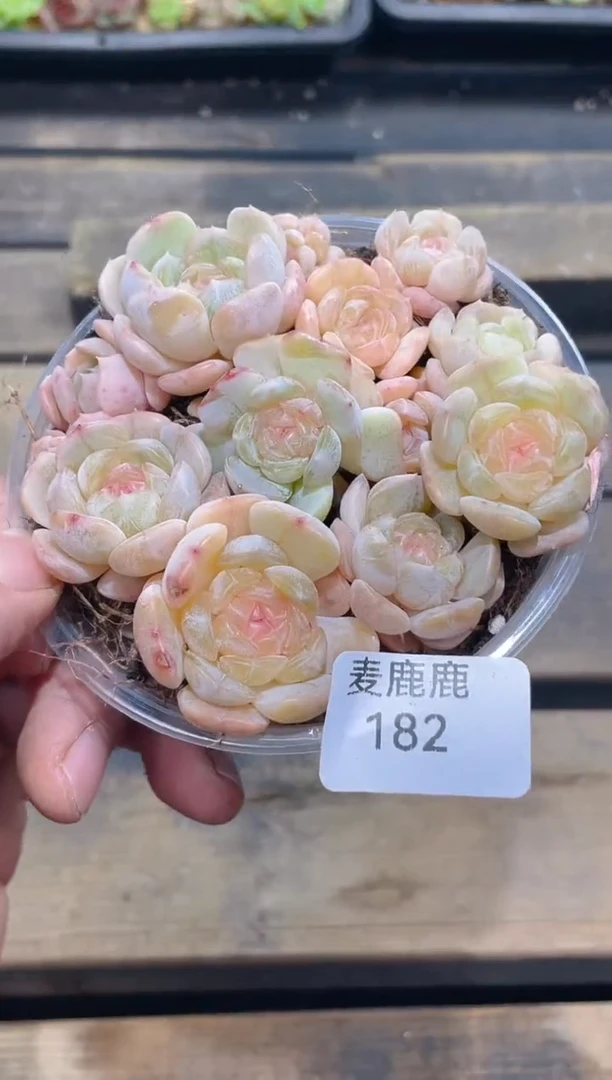 182白色恋人 量拍