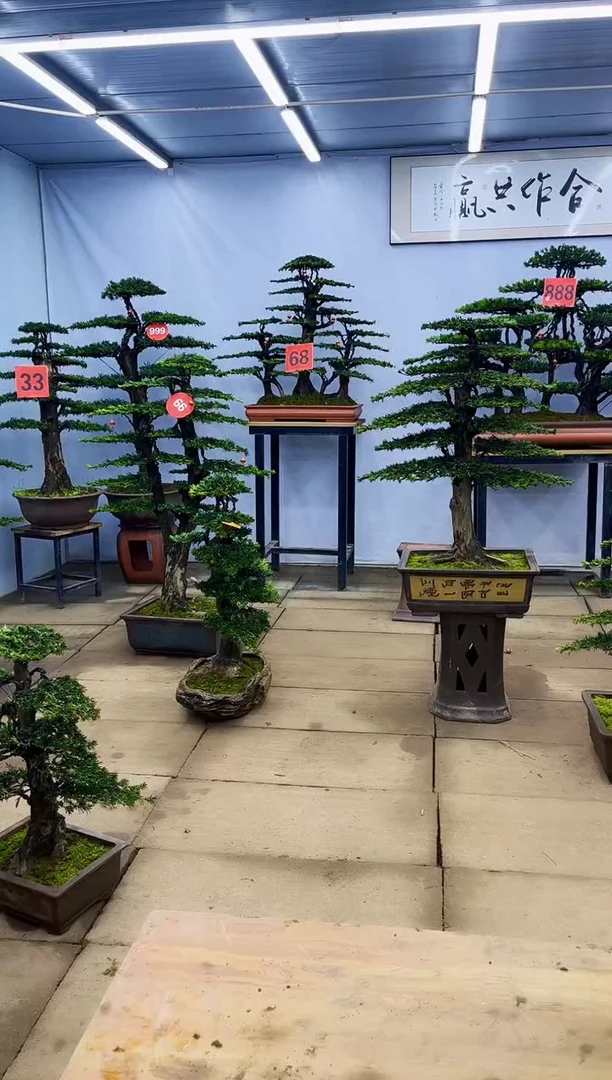 【闪购商品】高端盆景一物一拍，所见即所得