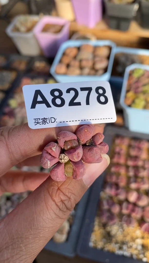 【闪购商品】8278直播一物一拍