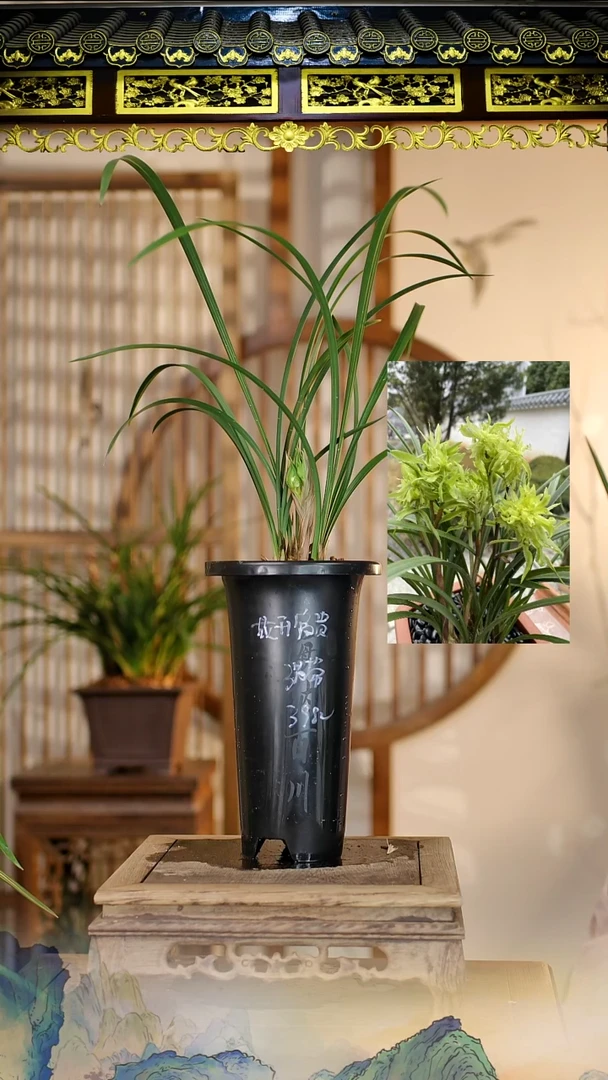 全部花苞花开富贵3苗带花