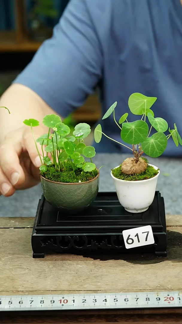 无花朵苔藓微景观617号