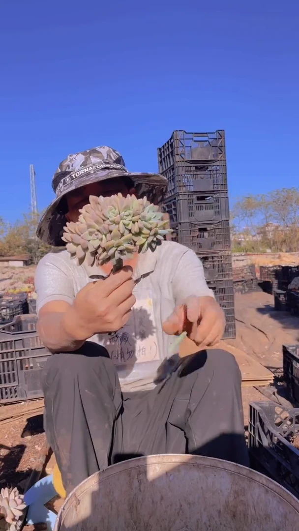 282淡雪缀化一物一拍