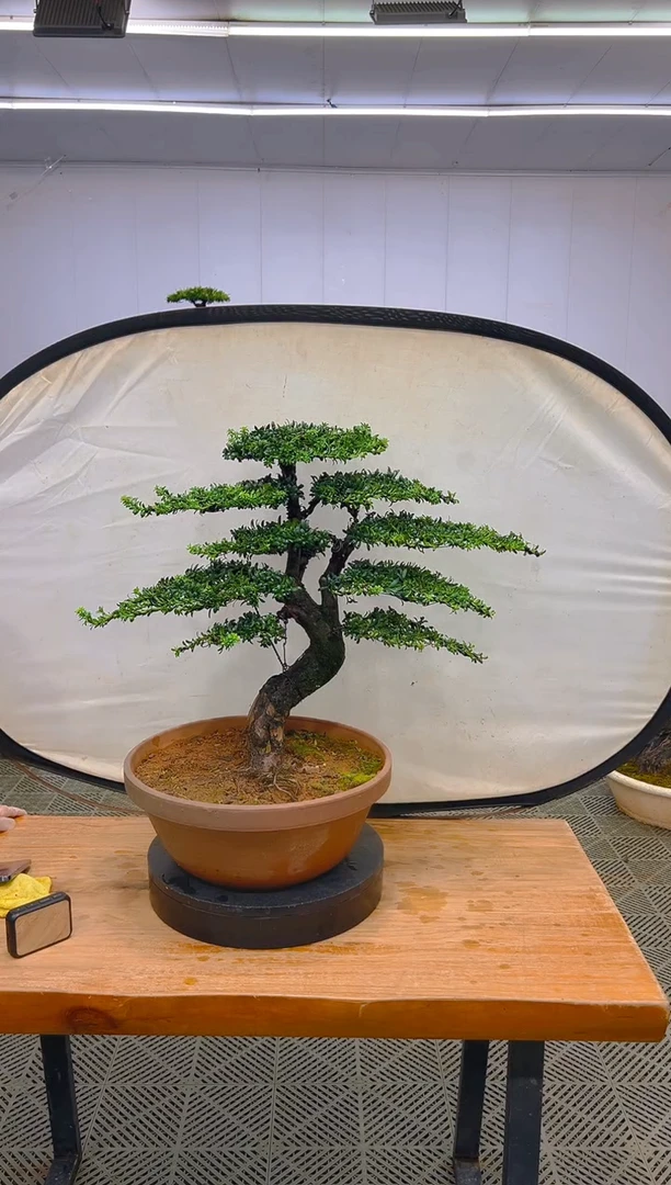 无花朵一物一拍一物一拍