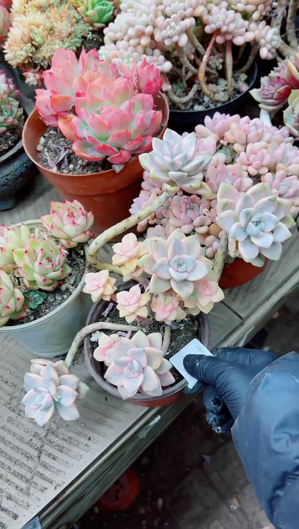 【闪购商品】04011