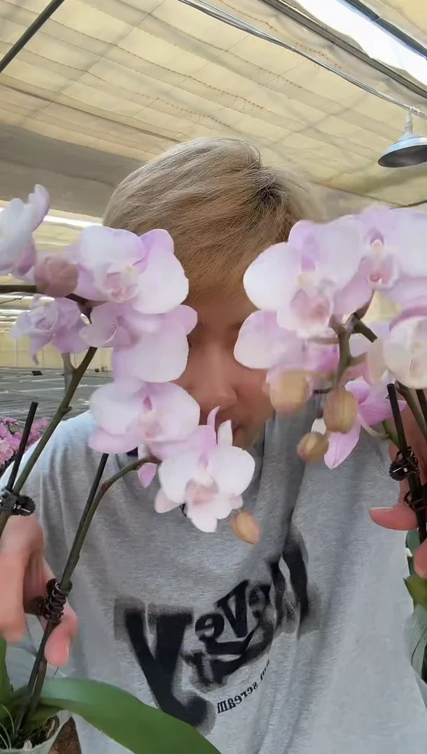 完全开放【逸晨】蝴蝶兰